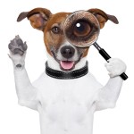 Dog With Magnifying Glass